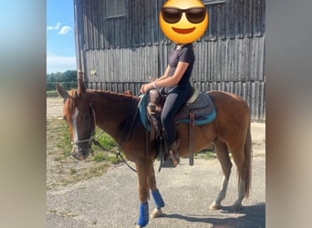 American Quarter Horse, Castrone, 3 Anni, 146 cm, Sauro