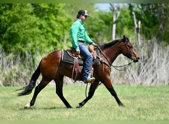 American Quarter Horse, Castrone, 3 Anni, 147 cm, Baio ciliegia