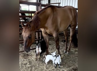 American Quarter Horse, Castrone, 3 Anni, 147 cm, Falbo