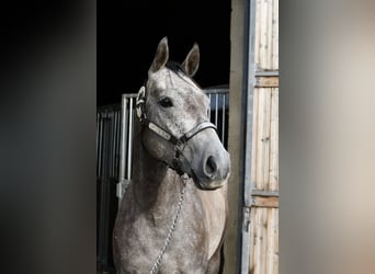 American Quarter Horse, Castrone, 3 Anni, 147 cm, Grigio pezzato