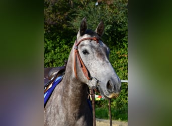 American Quarter Horse, Castrone, 3 Anni, 147 cm, Grigio pezzato