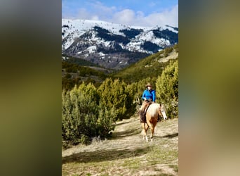 American Quarter Horse, Castrone, 3 Anni, 147 cm, Palomino