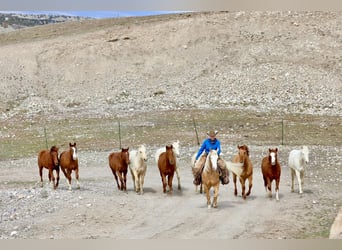 American Quarter Horse, Castrone, 3 Anni, 147 cm, Palomino