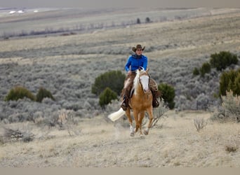 American Quarter Horse, Castrone, 3 Anni, 147 cm, Palomino