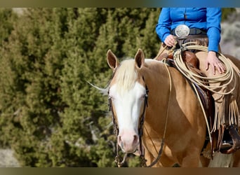 American Quarter Horse, Castrone, 3 Anni, 147 cm, Palomino