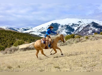 American Quarter Horse, Castrone, 3 Anni, 147 cm, Palomino