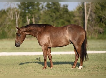 American Quarter Horse, Castrone, 3 Anni, 147 cm, Roano rosso