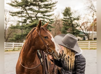 American Quarter Horse, Castrone, 3 Anni, 147 cm, Roano rosso