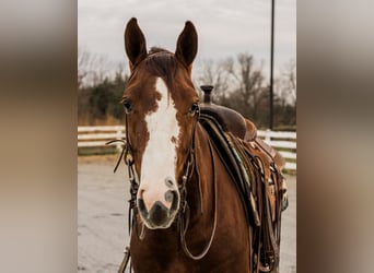 American Quarter Horse, Castrone, 3 Anni, 147 cm, Roano rosso