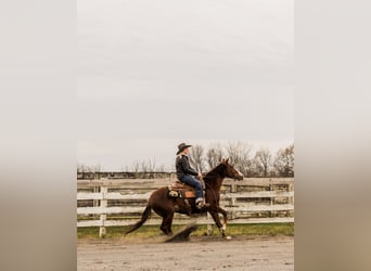 American Quarter Horse, Castrone, 3 Anni, 147 cm, Roano rosso