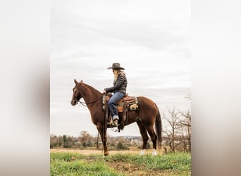 American Quarter Horse, Castrone, 3 Anni, 147 cm, Roano rosso