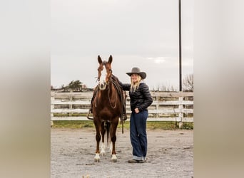 American Quarter Horse, Castrone, 3 Anni, 147 cm, Roano rosso