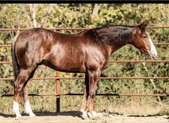 American Quarter Horse, Castrone, 3 Anni, 147 cm, Roano rosso