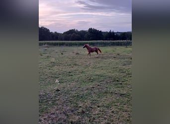 American Quarter Horse, Castrone, 3 Anni, 147 cm, Sauro