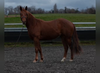 American Quarter Horse, Castrone, 3 Anni, 147 cm, Sauro