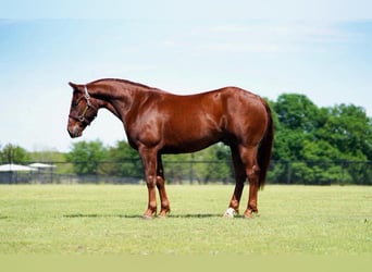 American Quarter Horse, Castrone, 3 Anni, 147 cm, Sauro ciliegia