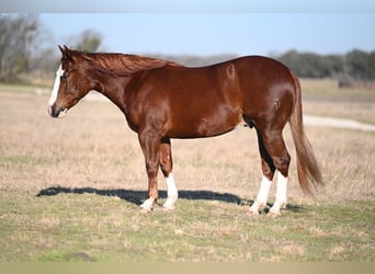 American Quarter Horse, Castrone, 3 Anni, 147 cm, Sauro ciliegia