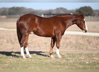 American Quarter Horse, Castrone, 3 Anni, 147 cm, Sauro ciliegia