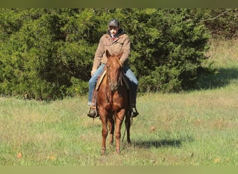 American Quarter Horse, Castrone, 3 Anni, 147 cm, Sauro ciliegia