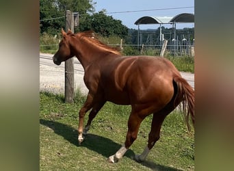 American Quarter Horse, Castrone, 3 Anni, 147 cm, Sauro