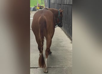 American Quarter Horse, Castrone, 3 Anni, 147 cm, Sauro