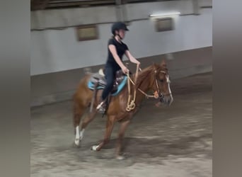 American Quarter Horse, Castrone, 3 Anni, 147 cm, Sauro