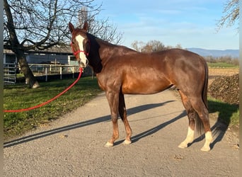 American Quarter Horse, Castrone, 3 Anni, 147 cm, Sauro scuro
