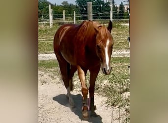 American Quarter Horse, Castrone, 3 Anni, 147 cm, Sauro scuro