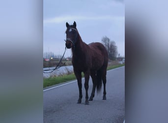 American Quarter Horse, Castrone, 3 Anni, 148 cm, Baio scuro