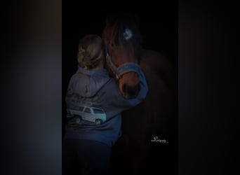 American Quarter Horse, Castrone, 3 Anni, 148 cm, Baio scuro