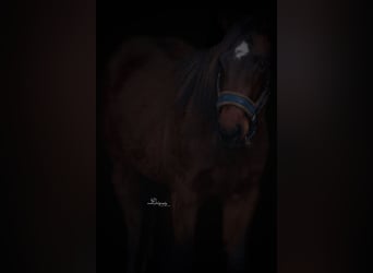 American Quarter Horse, Castrone, 3 Anni, 148 cm, Baio scuro