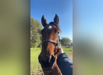 American Quarter Horse, Castrone, 3 Anni, 148 cm, Baio scuro