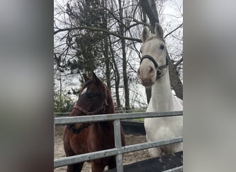 American Quarter Horse, Castrone, 3 Anni, 148 cm, Baio scuro