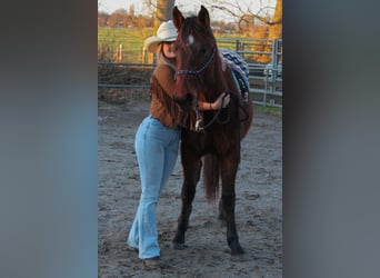 American Quarter Horse, Castrone, 3 Anni, 148 cm, Baio scuro