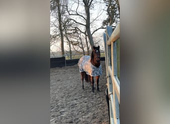 American Quarter Horse, Castrone, 3 Anni, 148 cm, Baio scuro