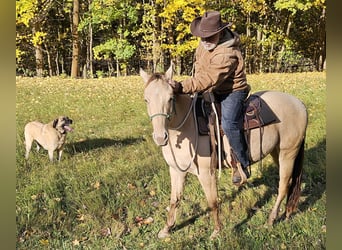 American Quarter Horse, Castrone, 3 Anni, 148 cm, Champagne