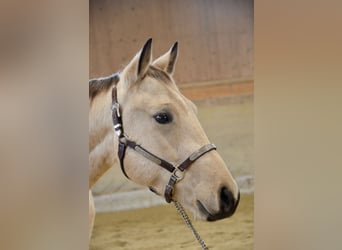 American Quarter Horse, Castrone, 3 Anni, 148 cm, Pelle di daino