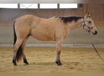 American Quarter Horse, Castrone, 3 Anni, 148 cm, Pelle di daino