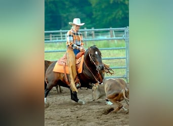 American Quarter Horse, Castrone, 3 Anni, 148 cm, Pelle di daino