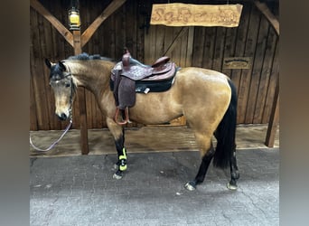 American Quarter Horse, Castrone, 3 Anni, 148 cm, Pelle di daino