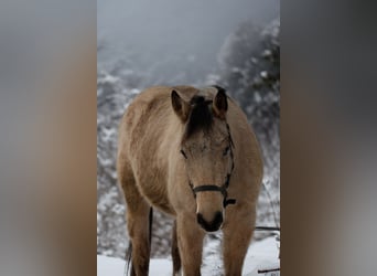 American Quarter Horse, Castrone, 3 Anni, 148 cm, Pelle di daino