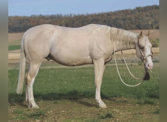 American Quarter Horse, Castrone, 3 Anni, 148 cm