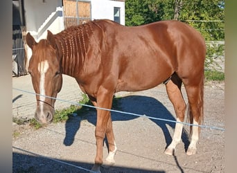 American Quarter Horse, Castrone, 3 Anni, 148 cm, Sauro scuro