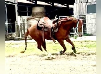 American Quarter Horse, Castrone, 3 Anni, 148 cm, Sauro scuro
