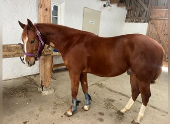American Quarter Horse, Castrone, 3 Anni, 148 cm, Sauro scuro