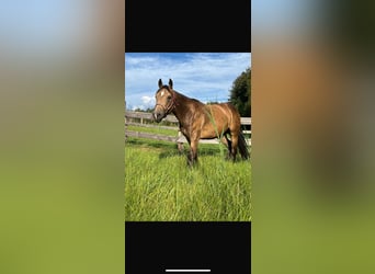 American Quarter Horse, Castrone, 3 Anni, 149 cm, Pelle di daino