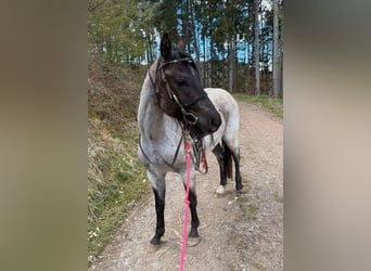 American Quarter Horse, Castrone, 3 Anni, 149 cm, Roano blu