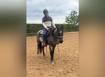 American Quarter Horse, Castrone, 3 Anni, 149 cm, Roano blu
