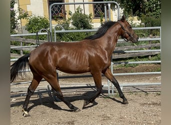 American Quarter Horse, Castrone, 3 Anni, 150 cm, Baio