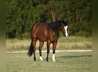 American Quarter Horse, Castrone, 3 Anni, 150 cm, Baio ciliegia